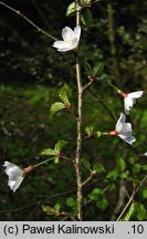 Prunus maximowiczii