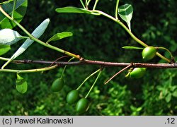 Prunus pumila (wiśnia drobna)