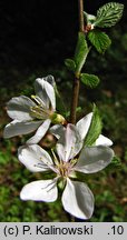 Prunus tomentosa (wiśnia kosmata)