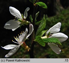 Prunus tomentosa (wiśnia kosmata)