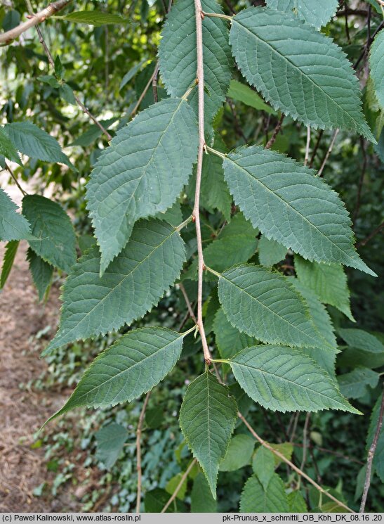 Prunus ×schmittii