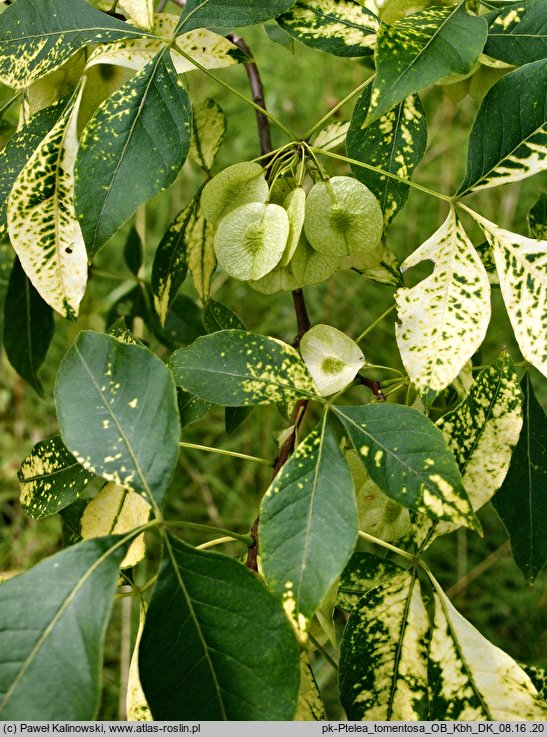 Ptelea trifoliata var. mollis