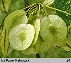 Ptelea trifoliata var. mollis