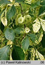 Ptelea trifoliata var. mollis