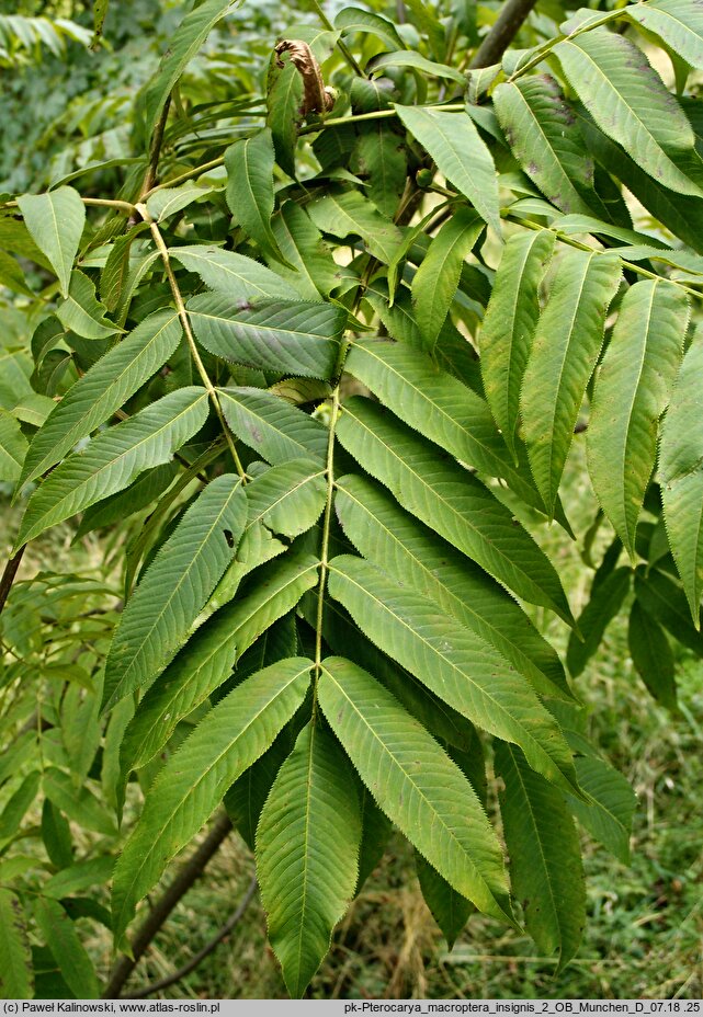 Pterocarya macroptera