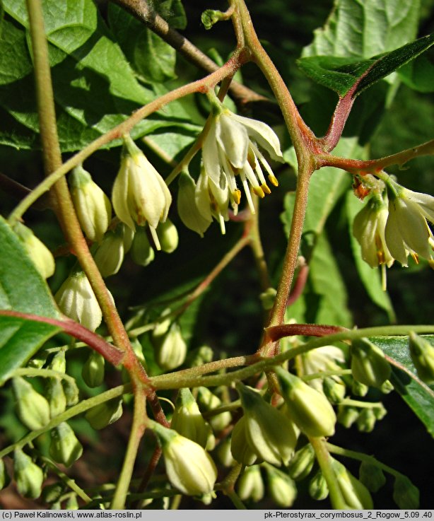 Pterostyrax corymbosus (styrakowiec chiński)