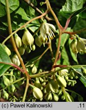 Pterostyrax corymbosus (styrakowiec chiński)