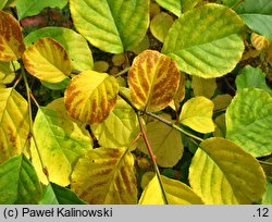 Pterostyrax corymbosus (styrakowiec chiński)