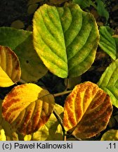 Pterostyrax corymbosus (styrakowiec chiński)