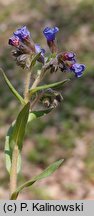 Pulmonaria angustifolia (miodunka wąskolistna)