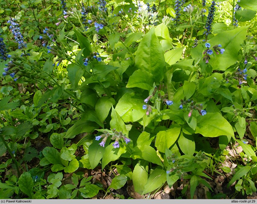 Pulmonaria ×intermedia (miodunka pośrednia)