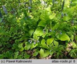 Pulmonaria ×intermedia (miodunka pośrednia)