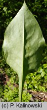 Pulmonaria ×intermedia (miodunka pośrednia)