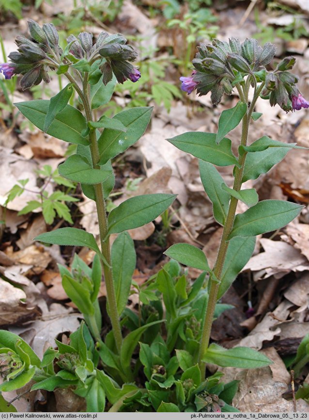 Pulmonaria ×notha