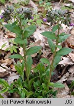 Pulmonaria ×notha