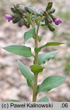 Pulmonaria ×notha