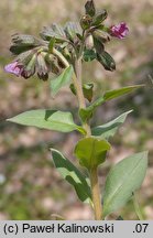 Pulmonaria ×notha