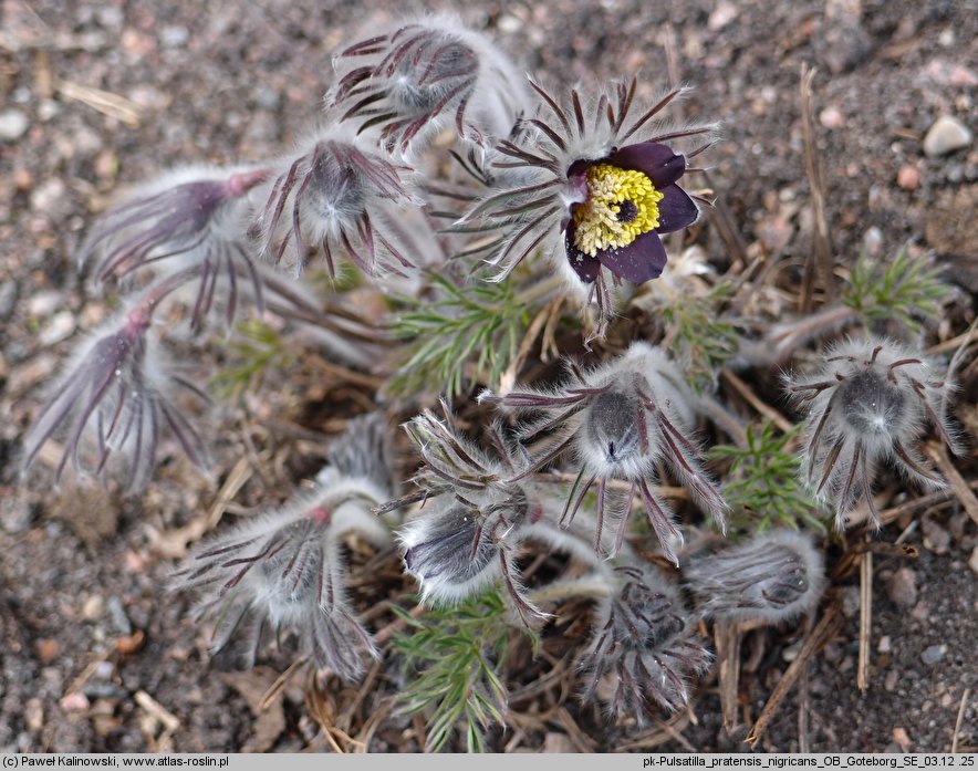 Pulsatilla pratensis ssp. nigricans