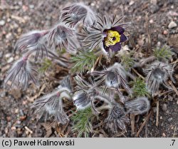 Pulsatilla pratensis ssp. nigricans