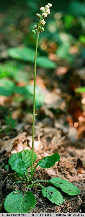 Pyrola media (gruszyczka średnia)