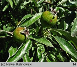 Pyrus elaeagnifolia (grusza oliwnikolistna)