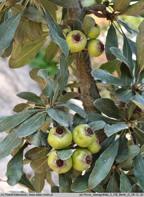 Pyrus elaeagnifolia (grusza oliwnikolistna)