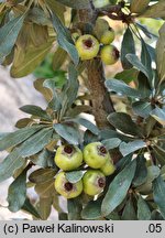 Pyrus elaeagnifolia (grusza oliwnikolistna)