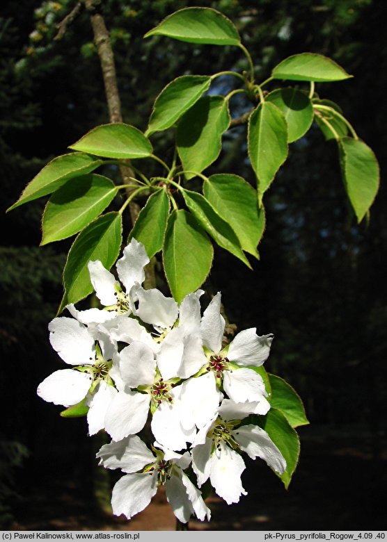 Pyrus pyrifolia (grusza piaskowa)