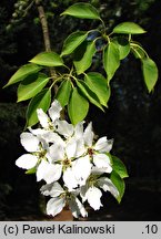 Pyrus pyrifolia (grusza piaskowa)