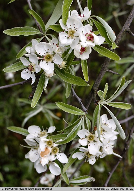 Pyrus salicifolia (grusza wierzbolistna)