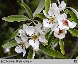 Pyrus salicifolia (grusza wierzbolistna)