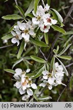 Pyrus salicifolia (grusza wierzbolistna)