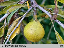 Pyrus salicifolia (grusza wierzbolistna)