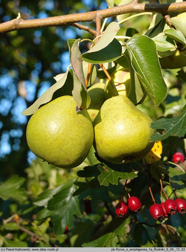 Pyrus ×amphigena