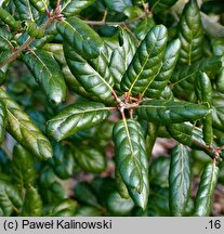 Quercus agrifolia (dąb wieczniezielony)