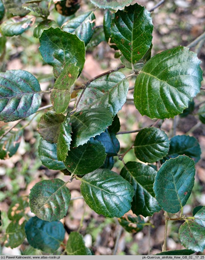 Quercus alnifolia (dąb olcholistny)