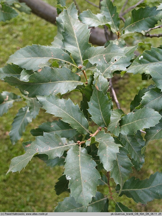 Quercus brantii