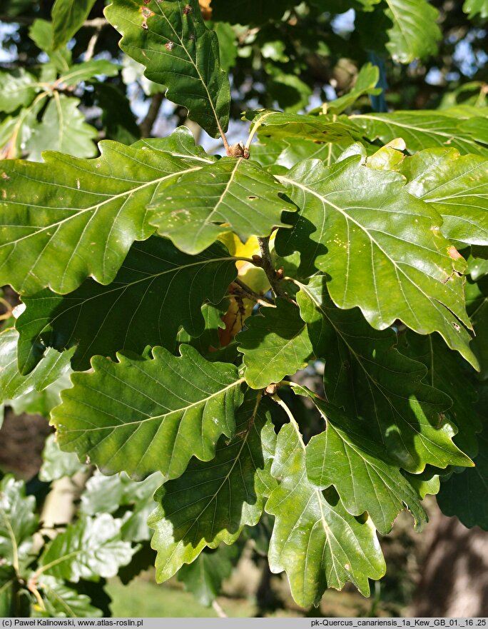 Quercus canariensis (dąb algierski)