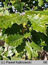 Quercus canariensis (dąb algierski)