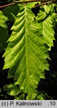 Quercus castaneifolia (dąb kasztanolistny)