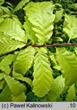 Quercus castaneifolia (dąb kasztanolistny)