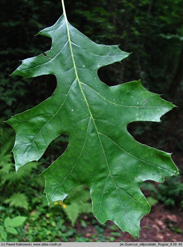 Quercus ellipsoidalis (dąb Hilla)