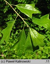 Quercus ilicifolia (dąb niedźwiedzi)