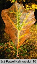 Quercus ilicifolia (dąb niedźwiedzi)