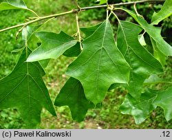 Quercus ilicifolia (dąb niedźwiedzi)