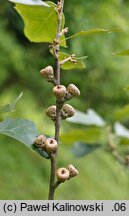 Quercus ilicifolia (dąb niedźwiedzi)