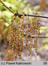 Quercus ilicifolia (dąb niedźwiedzi)