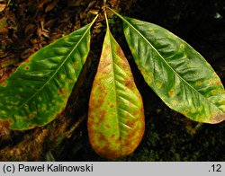 Quercus imbricaria (dąb gontowy)