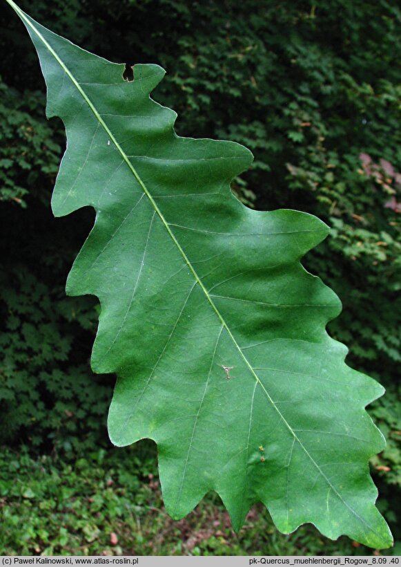 Quercus muehlenbergii (dąb Muehlenberga)