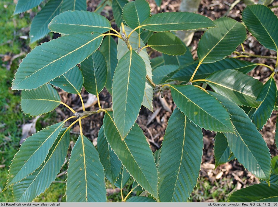 Quercus oxyodon
